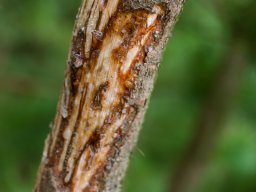 IMGP9864-Skraeldeskade